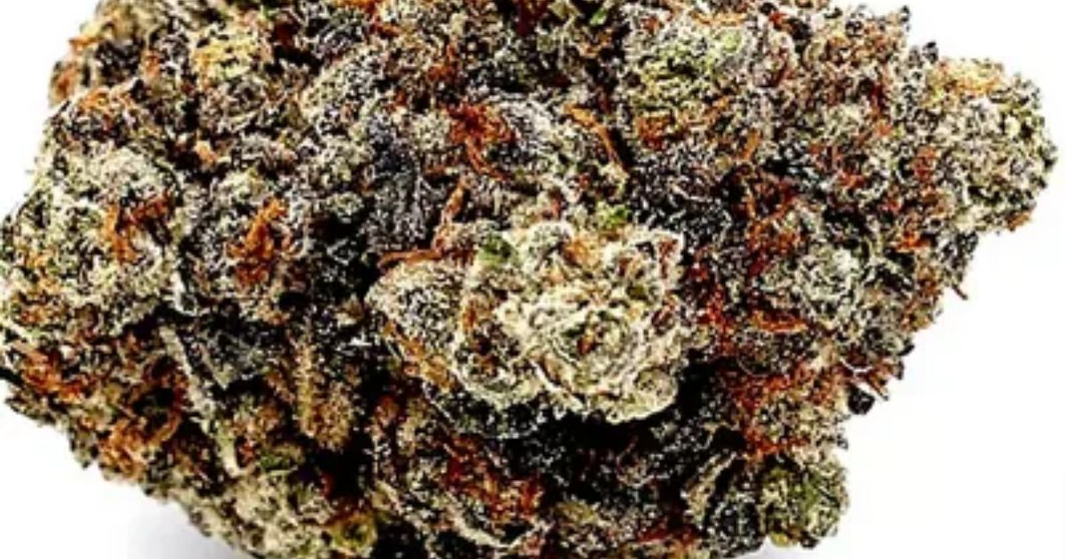 georgia pie strain