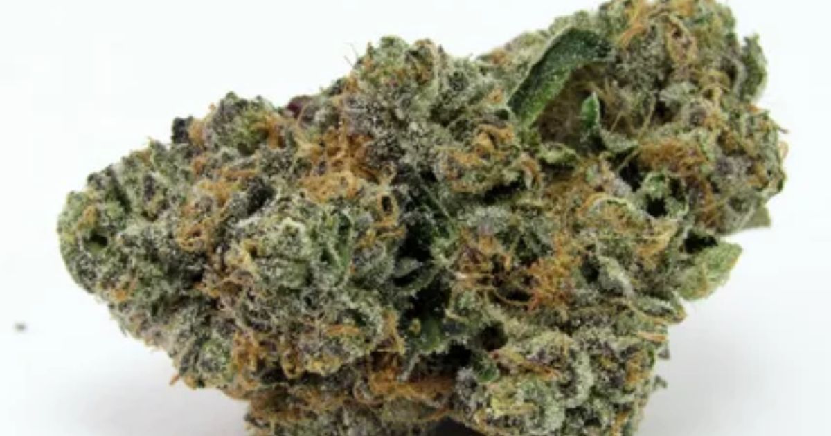 georgia pie strain