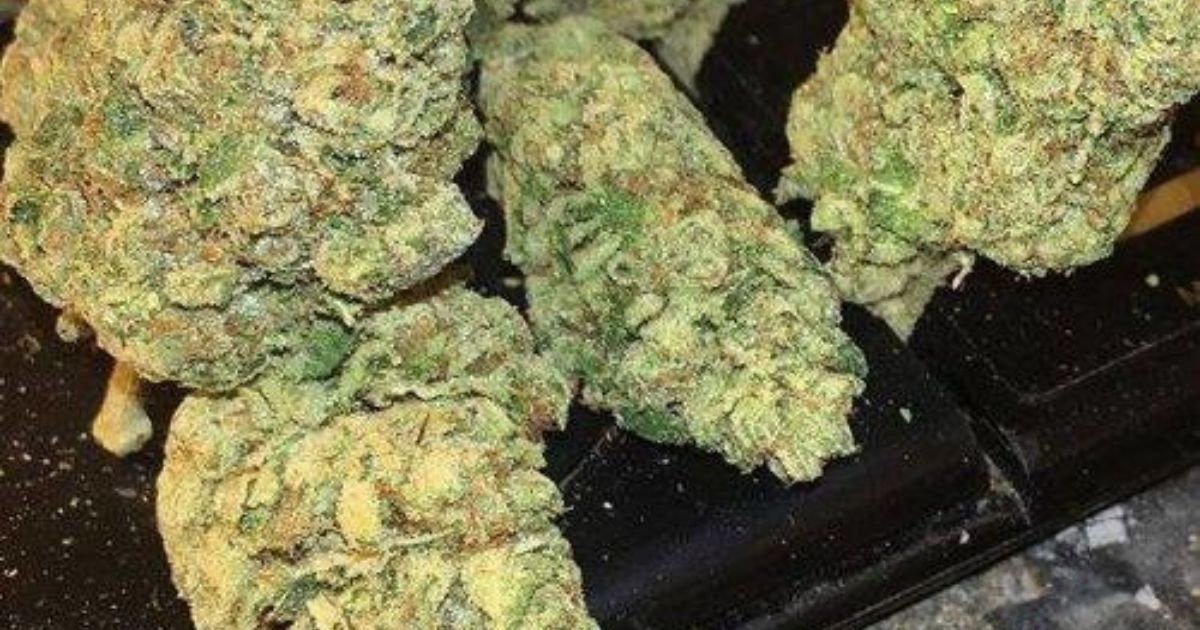 gelato 41 strain