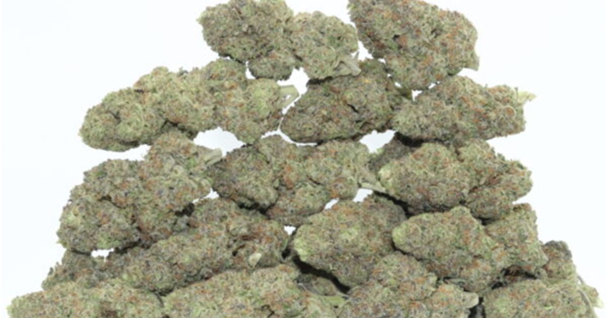 gelato 41 strain