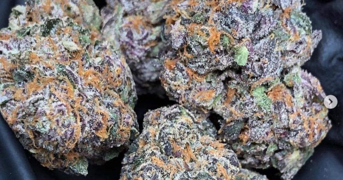 gelato 41 strain