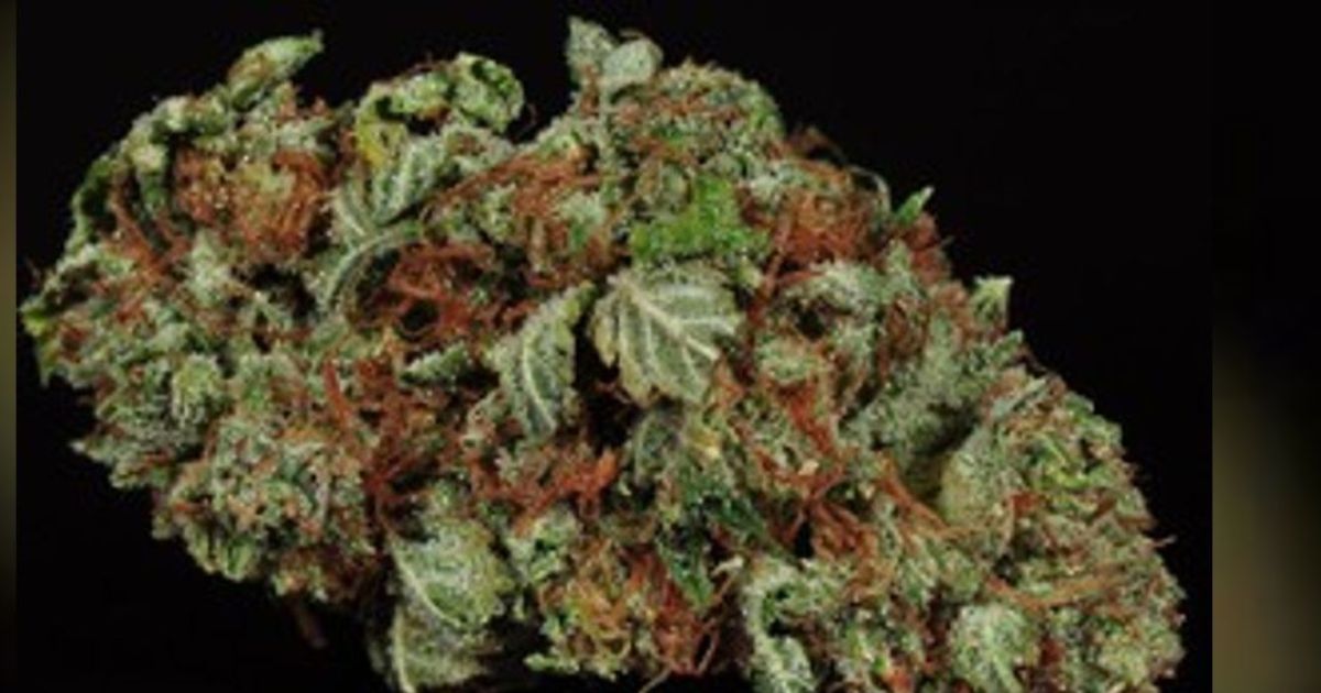 bruce banner strain