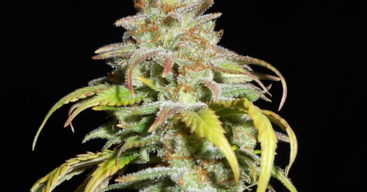 harlequin strain