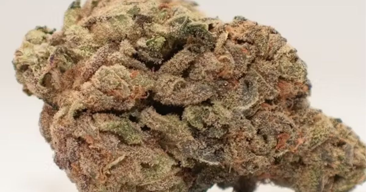 bruce banner strain
