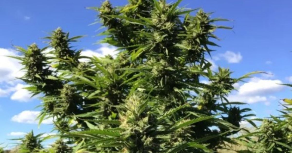godfather og seeds
