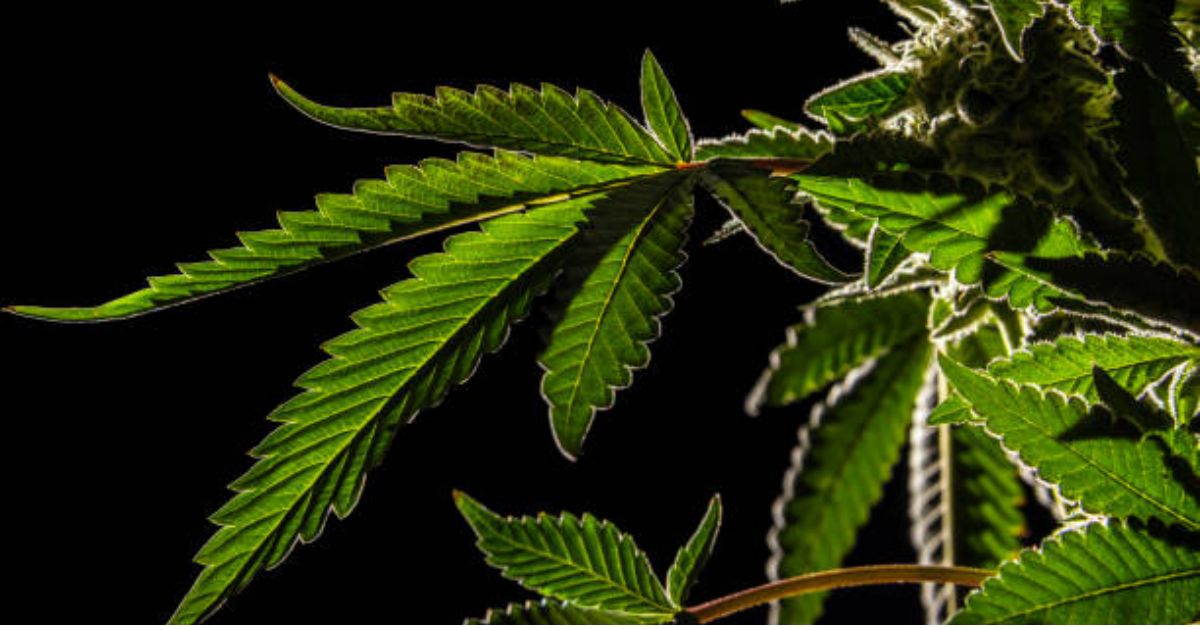 cannabis leaf pics