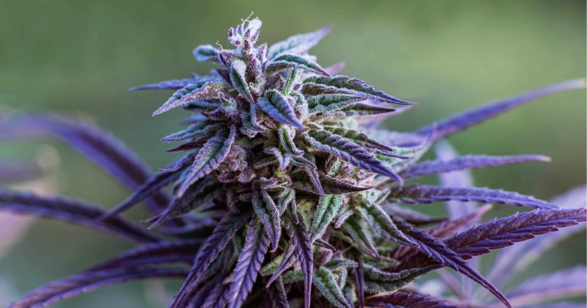 purple kush