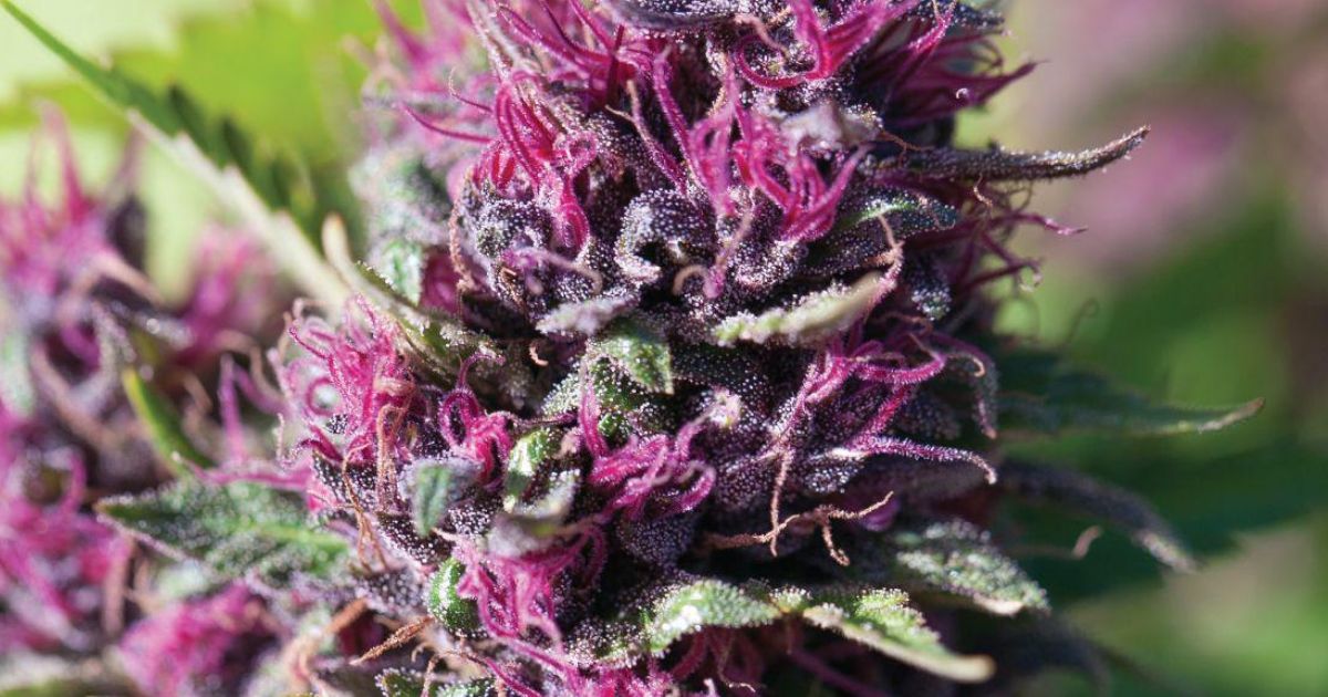 purple kush