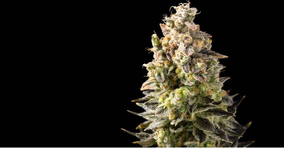 mandarin cookies strain