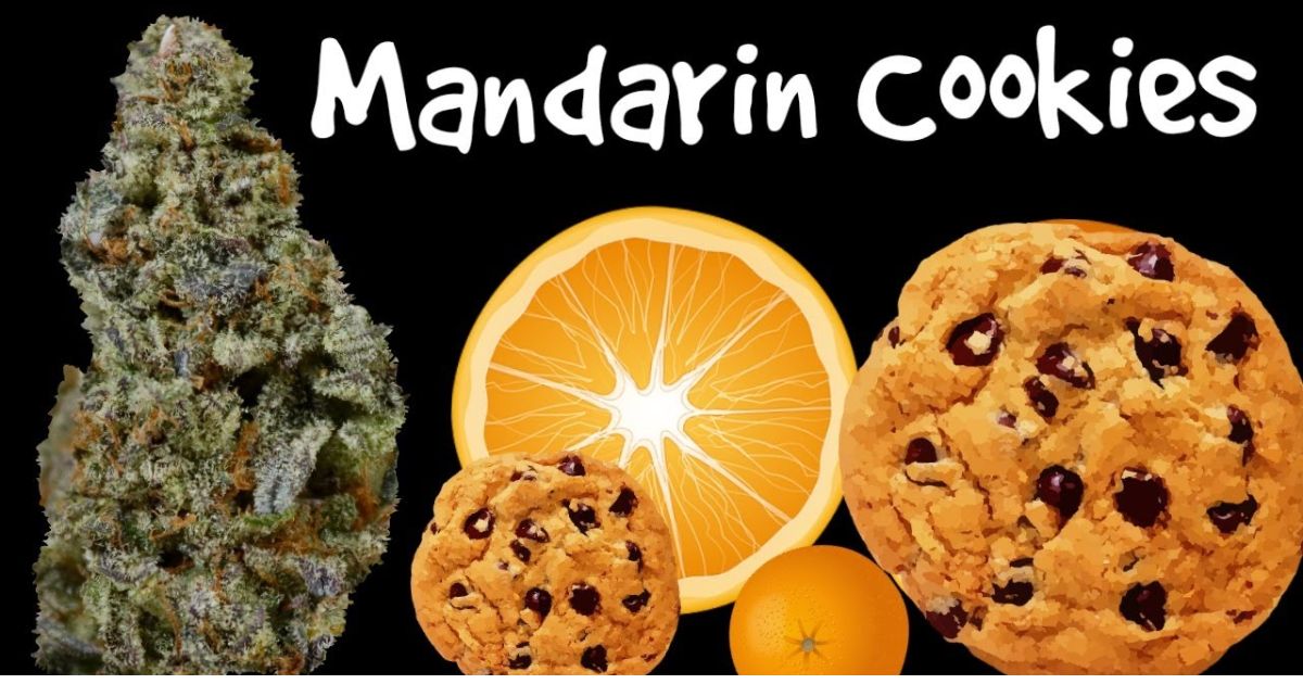 mandarin cookies strain