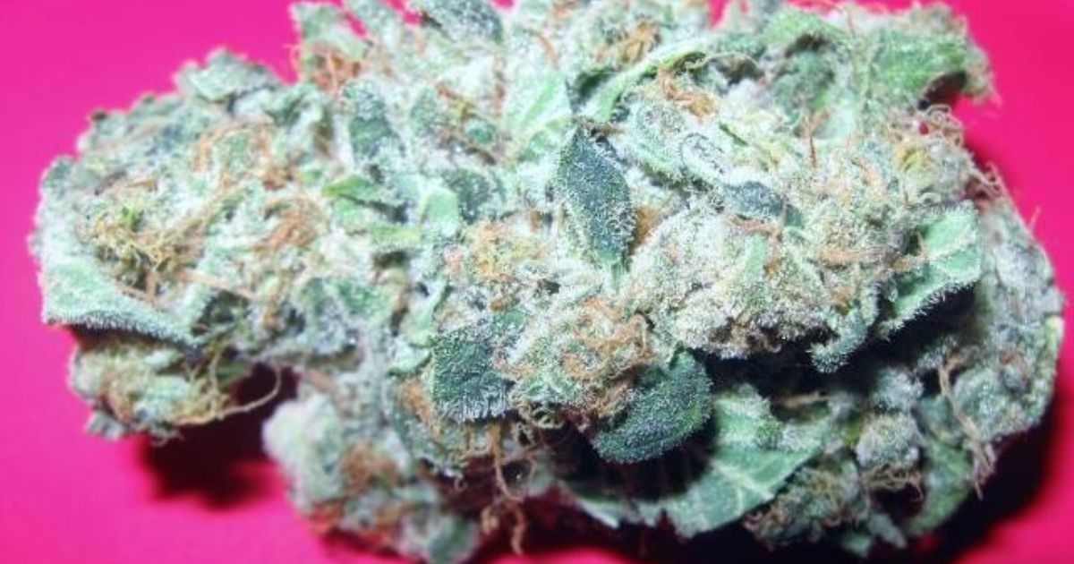 white widow strain