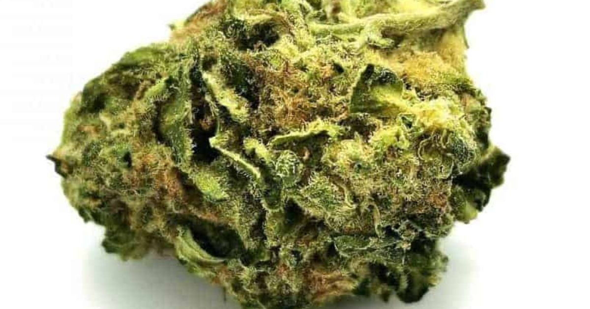 white widow strain