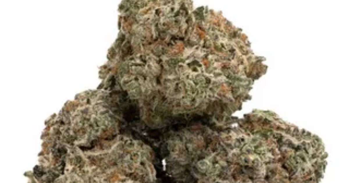 white widow strain