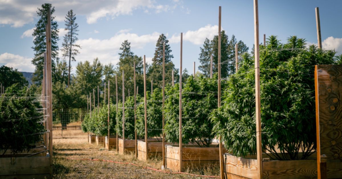belushi farms