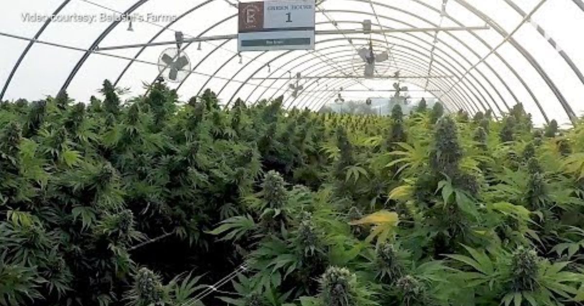 belushi farms