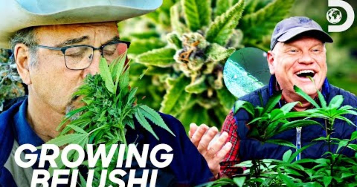 belushi farms