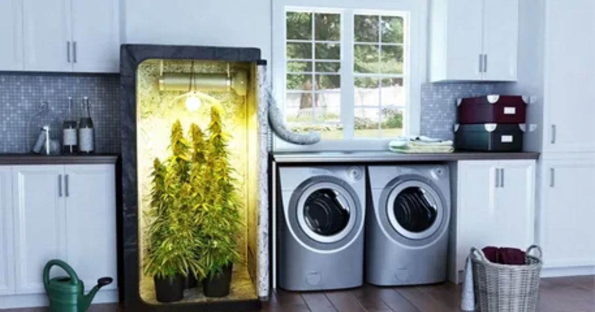 marijuana grow box