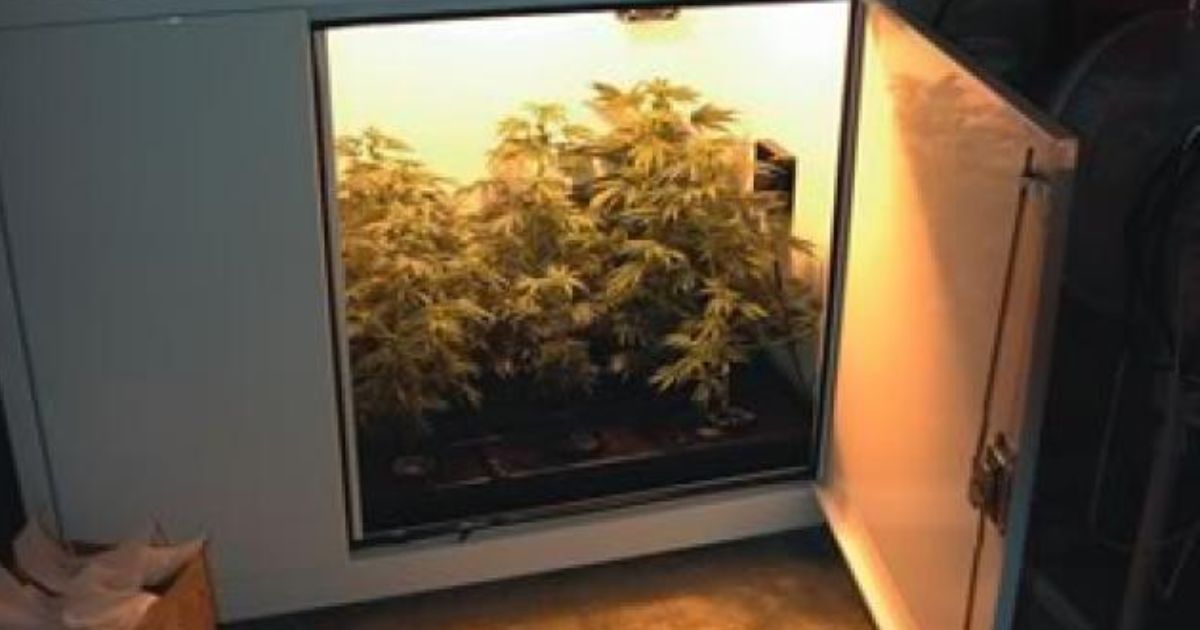 marijuana grow box