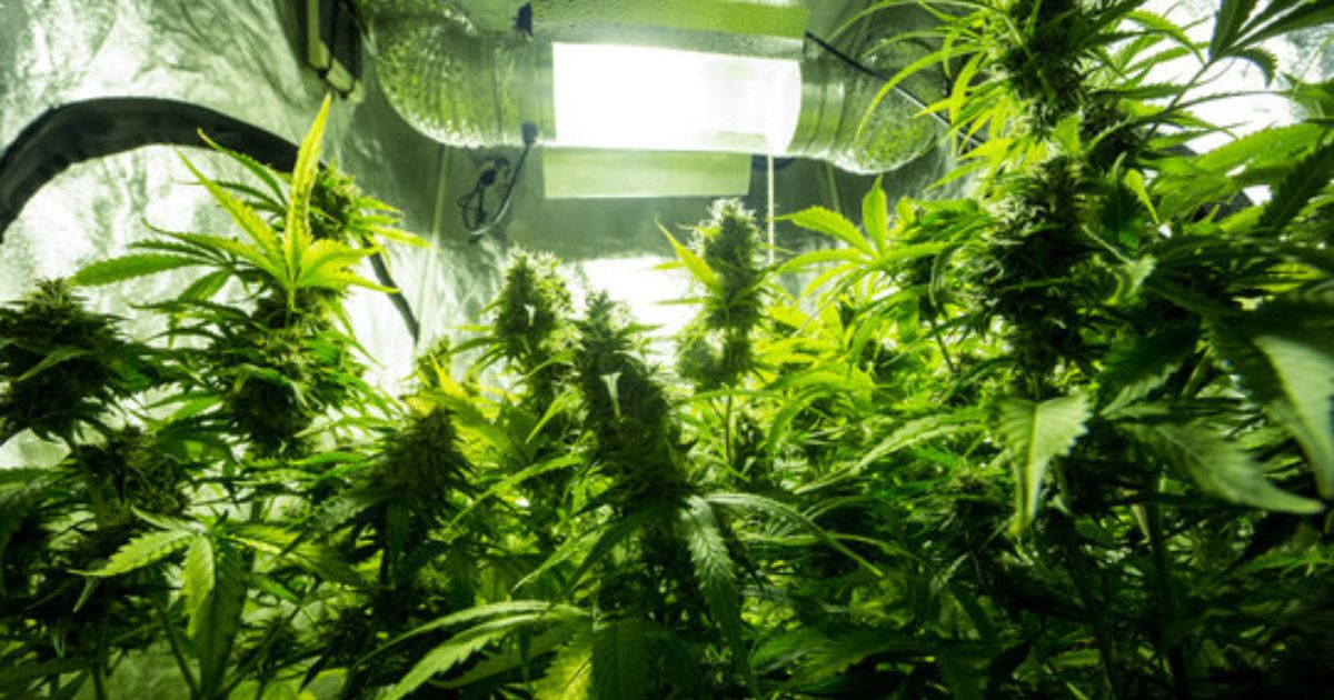 marijuana grow box