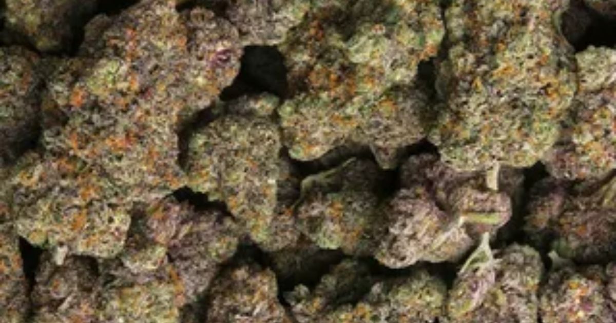 cherry blossom strain