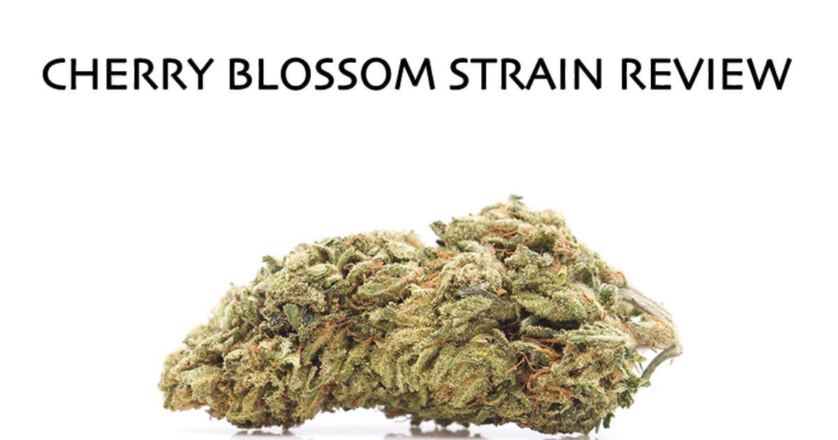 cherry blossom strain