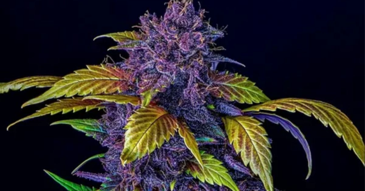 cherry blossom strain