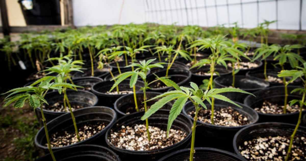 cannabis cloning