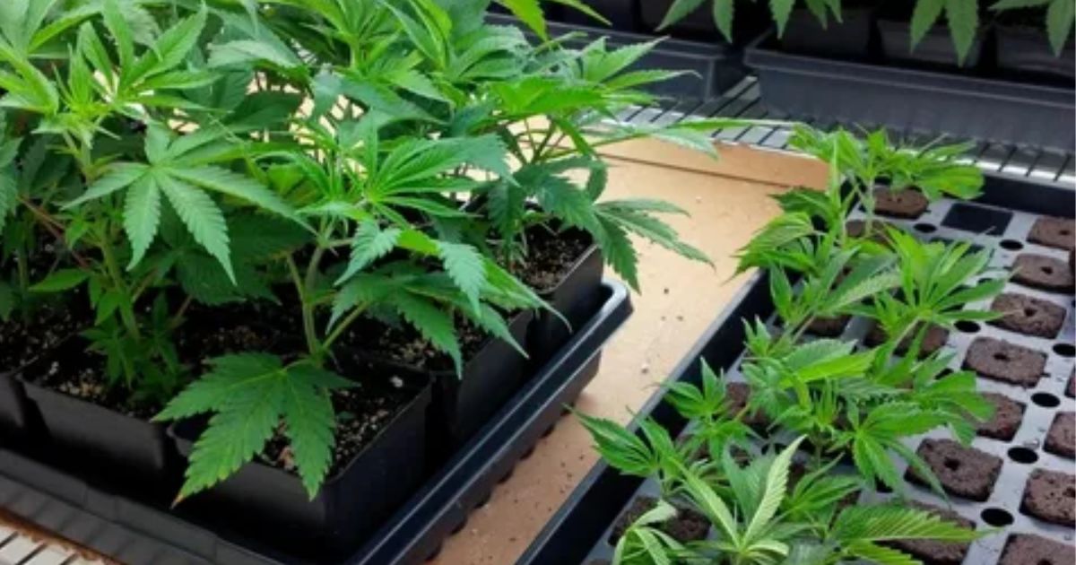 cannabis cloning