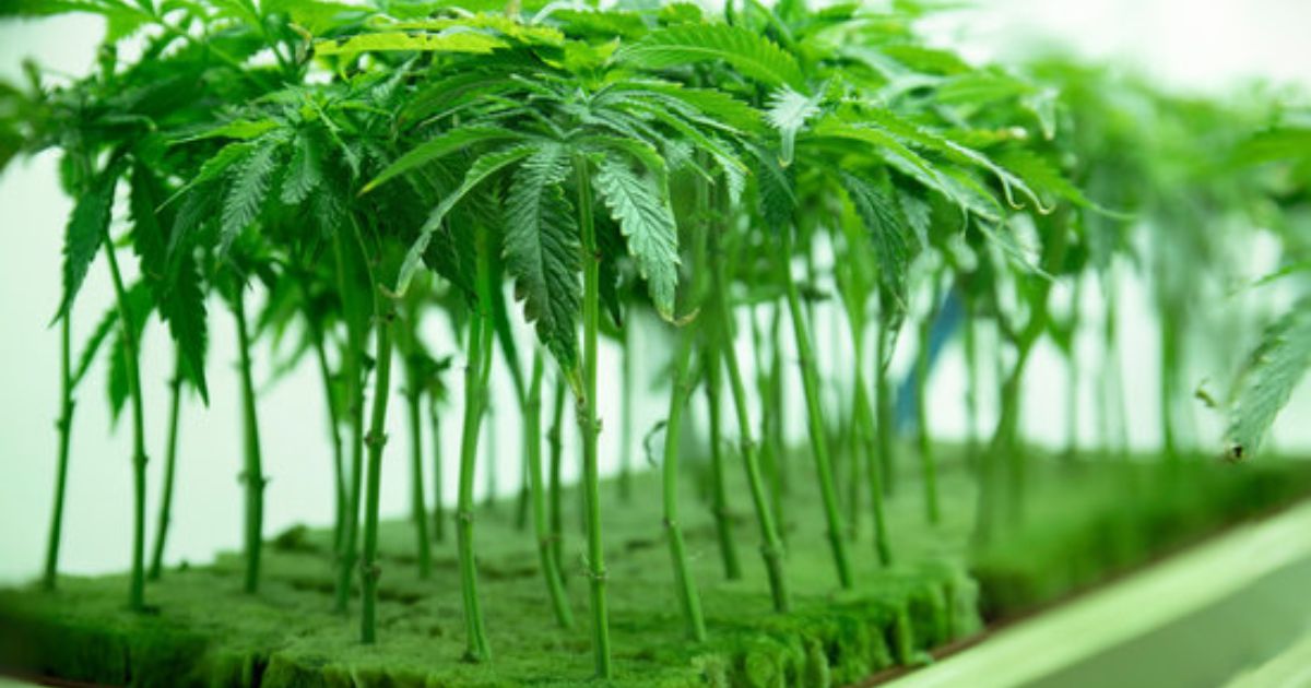 cannabis cloning