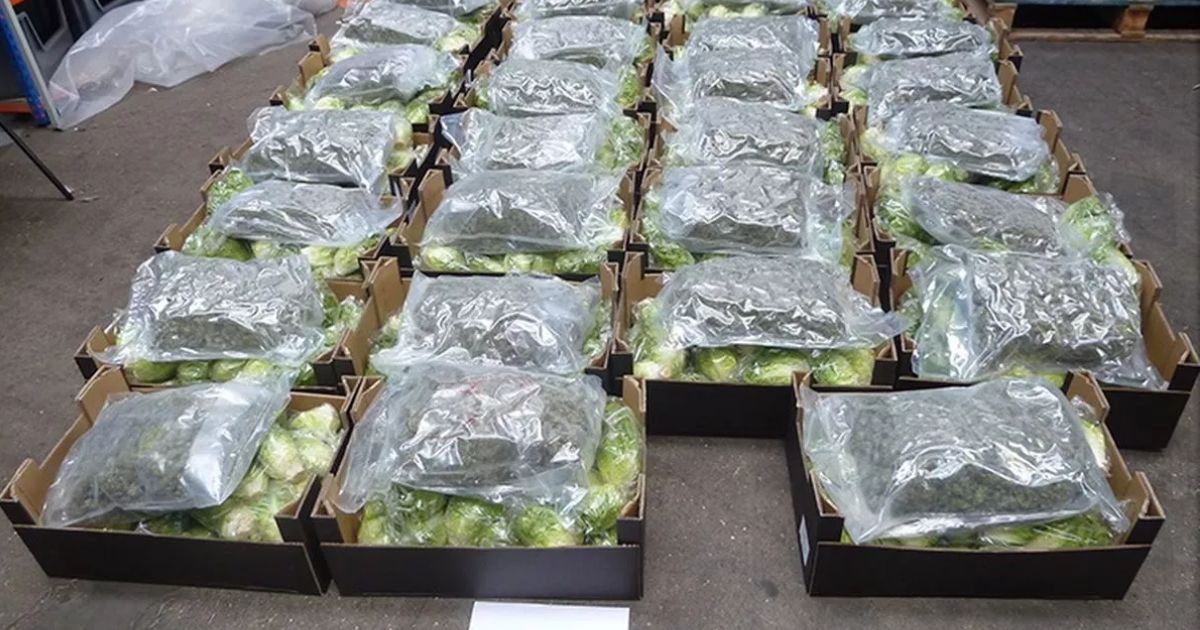 cannabis amnesty box