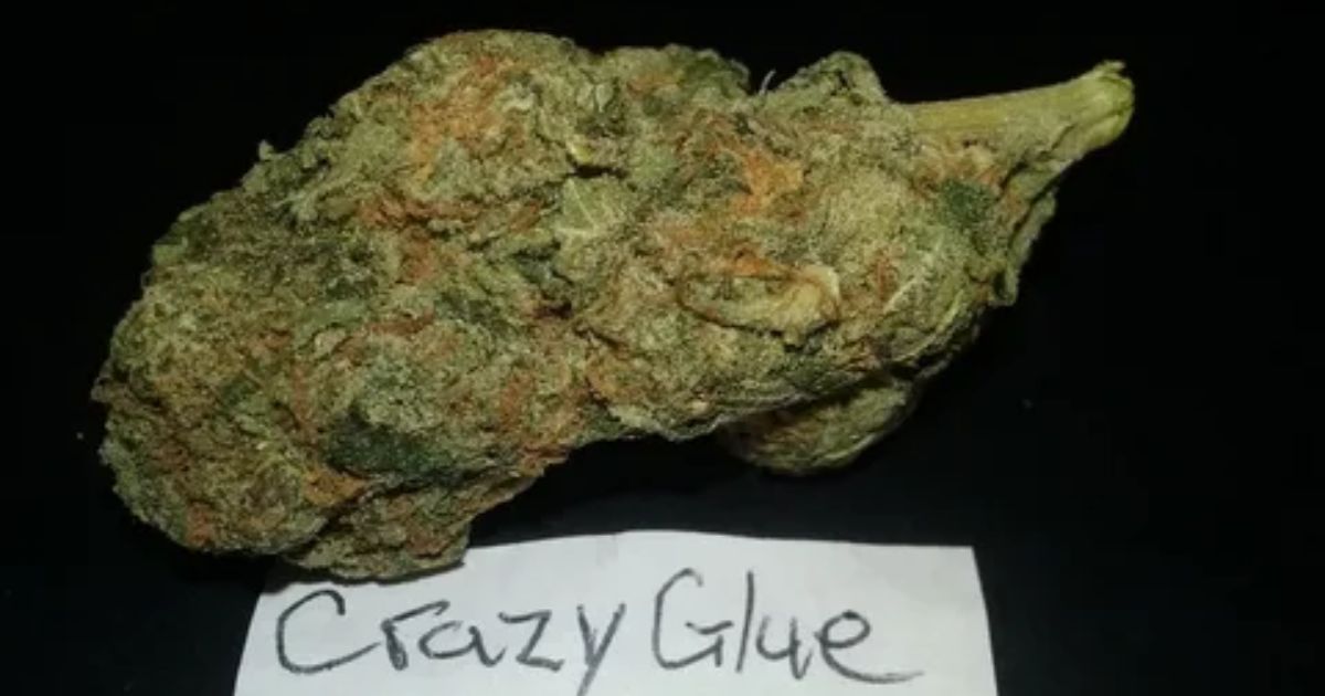 citral glue strain