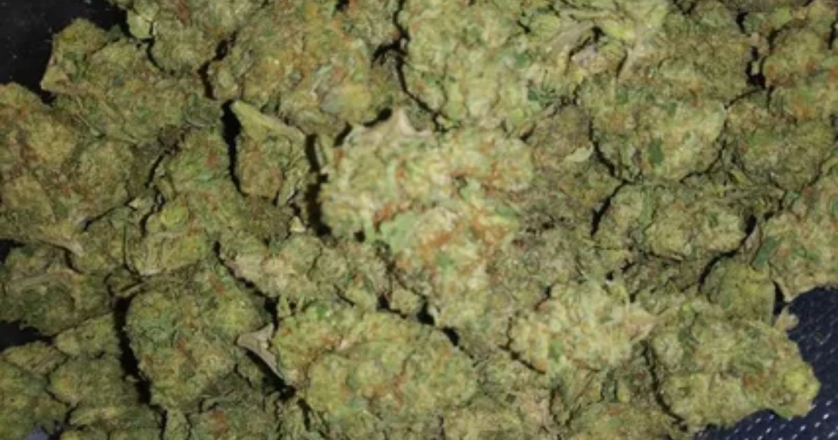 citral glue strain