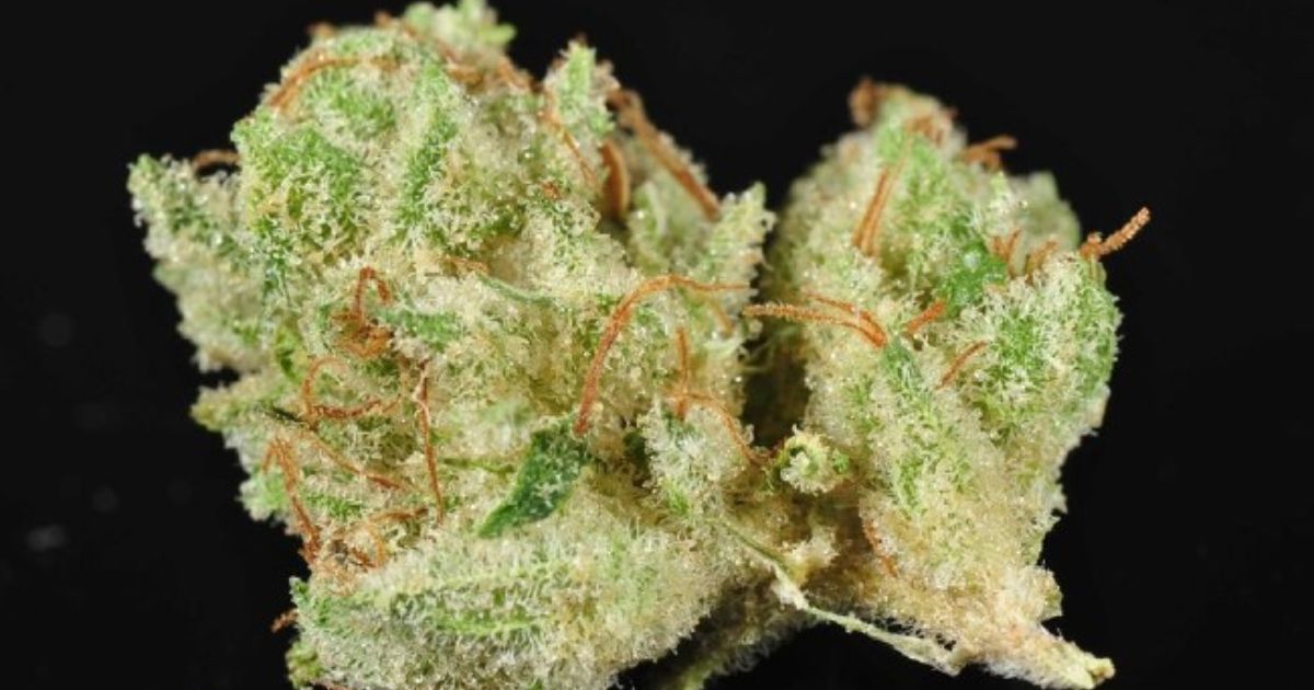 citral glue strain