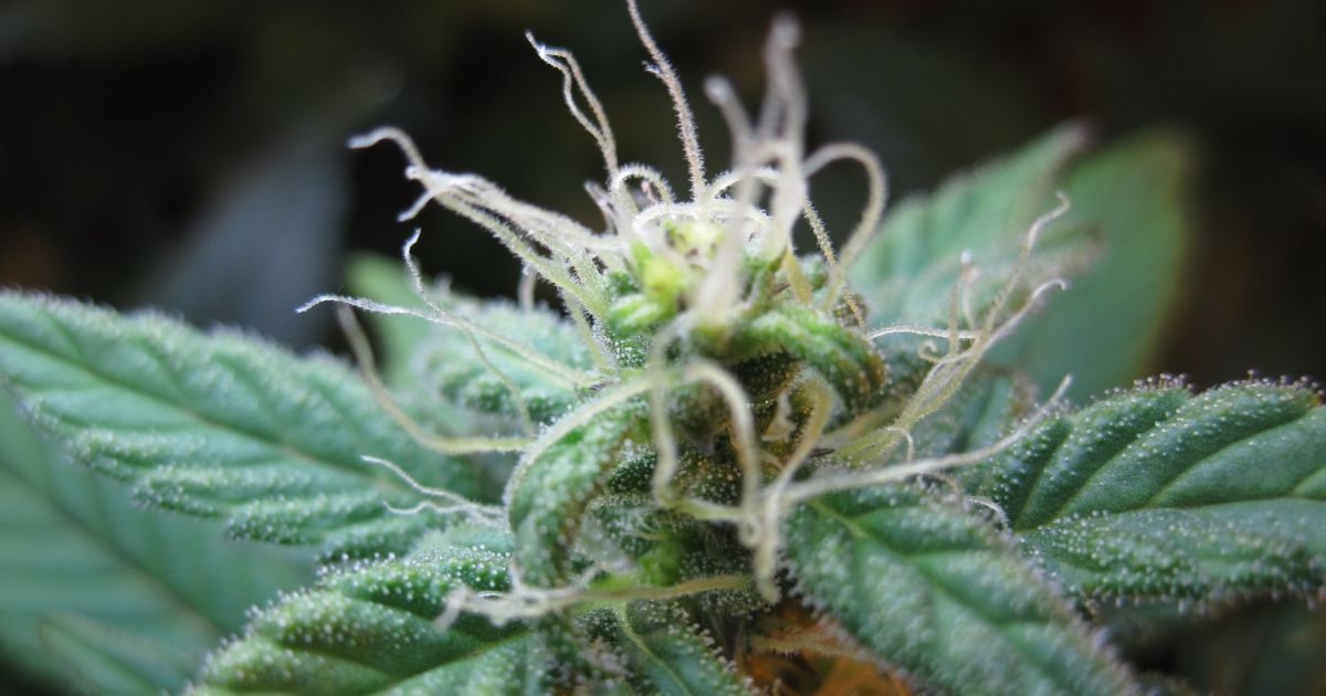 weed flavouring