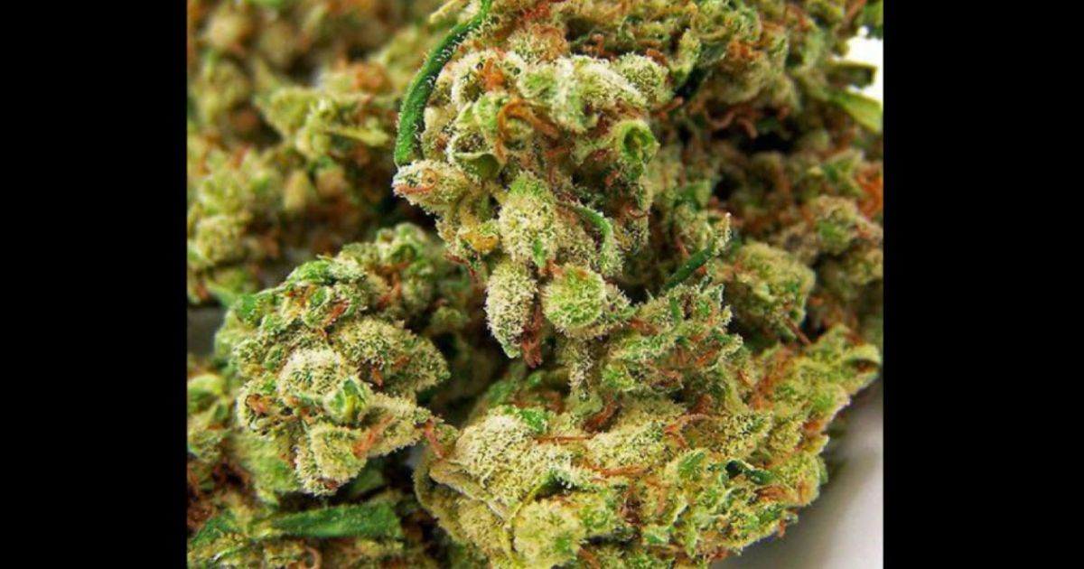casey jones strain