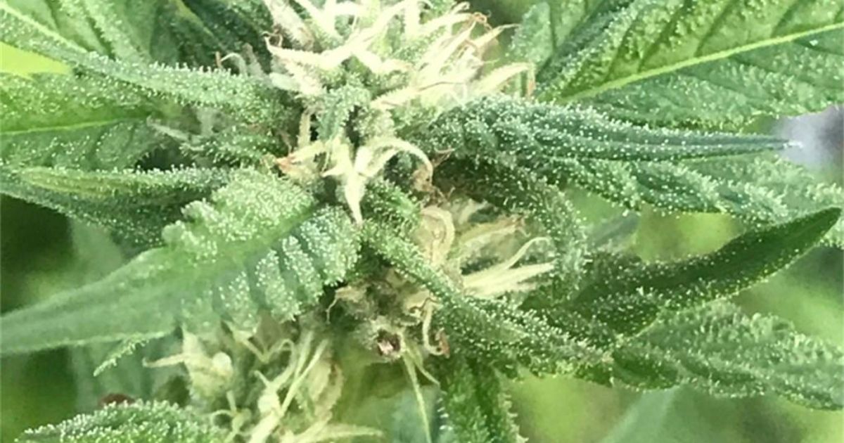 casey jones strain