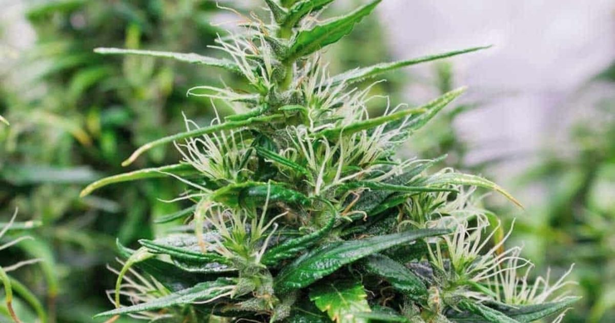 barneys farm seeds