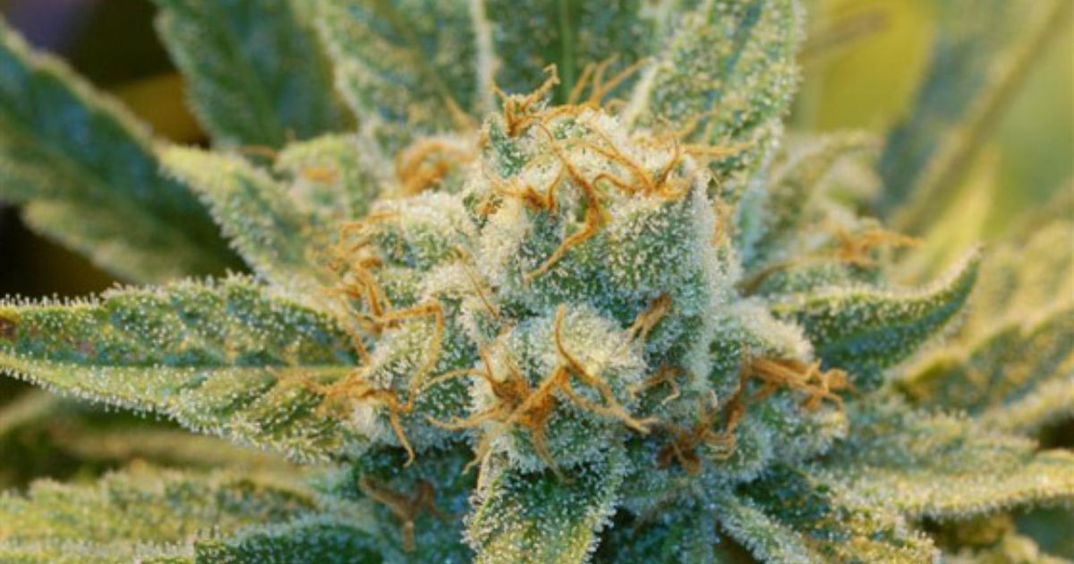 super silver haze