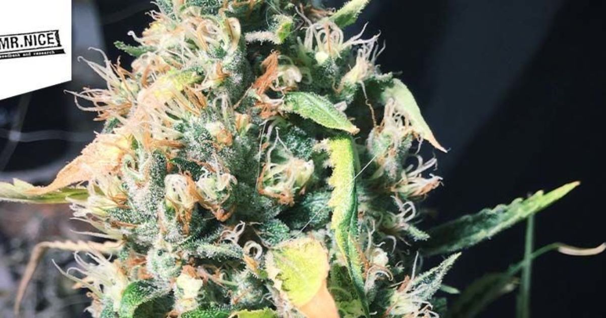 super silver haze