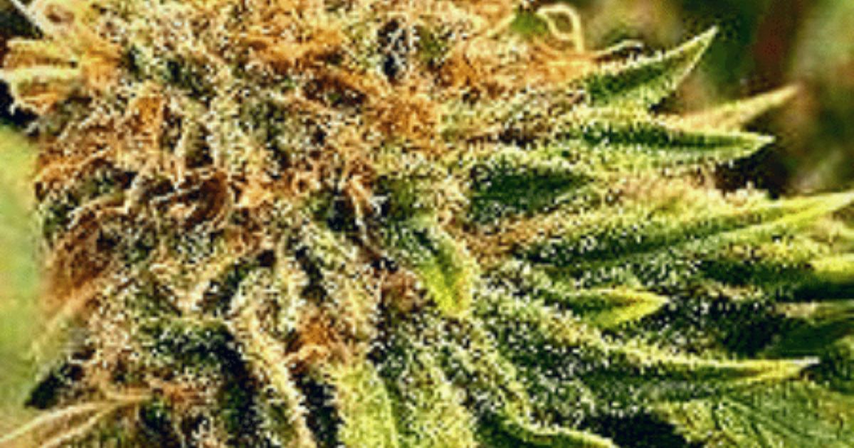 super silver haze