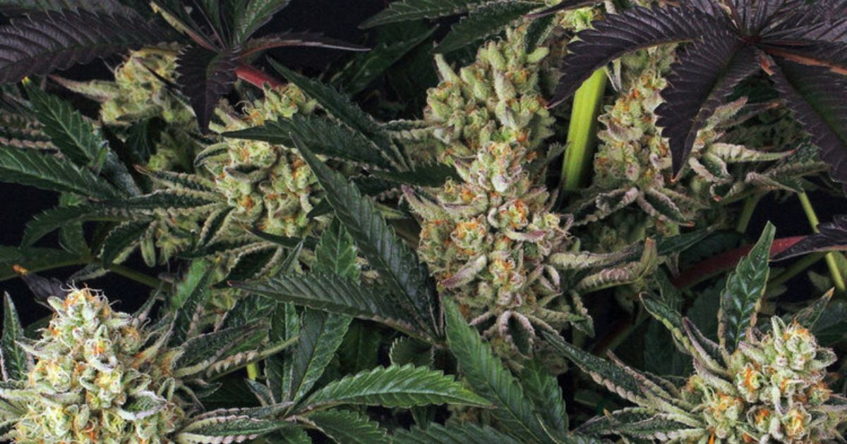 barneys farm seeds