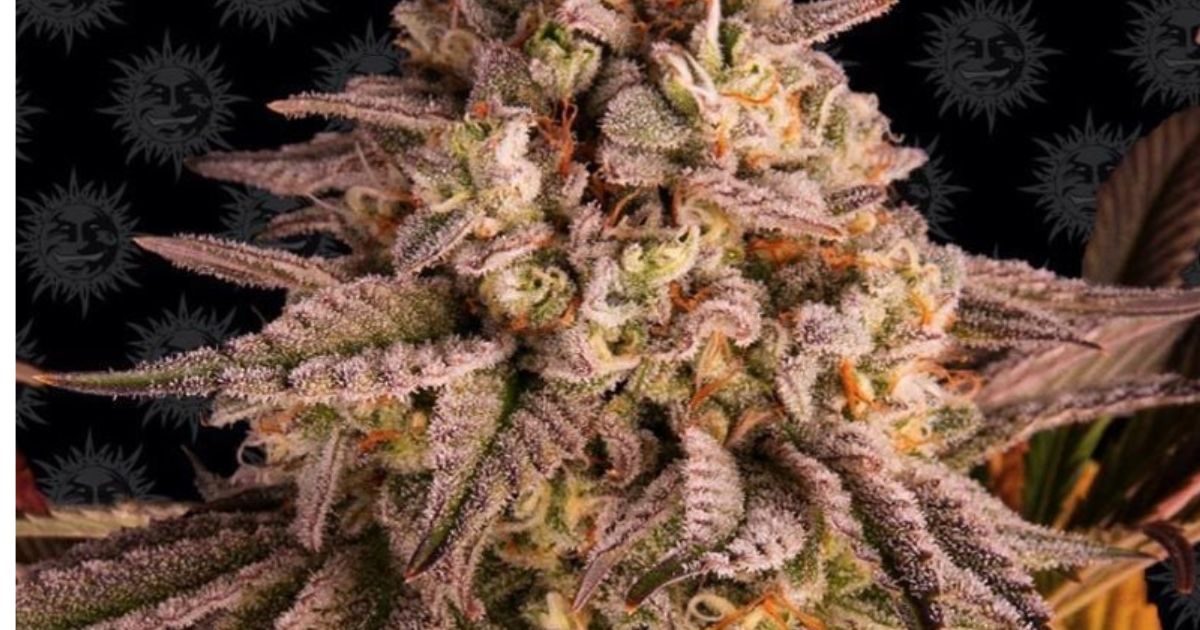 barneys farm seeds