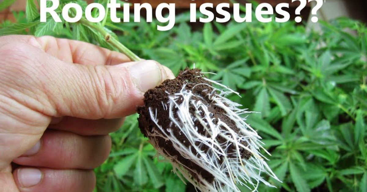 how to get clones to root fast