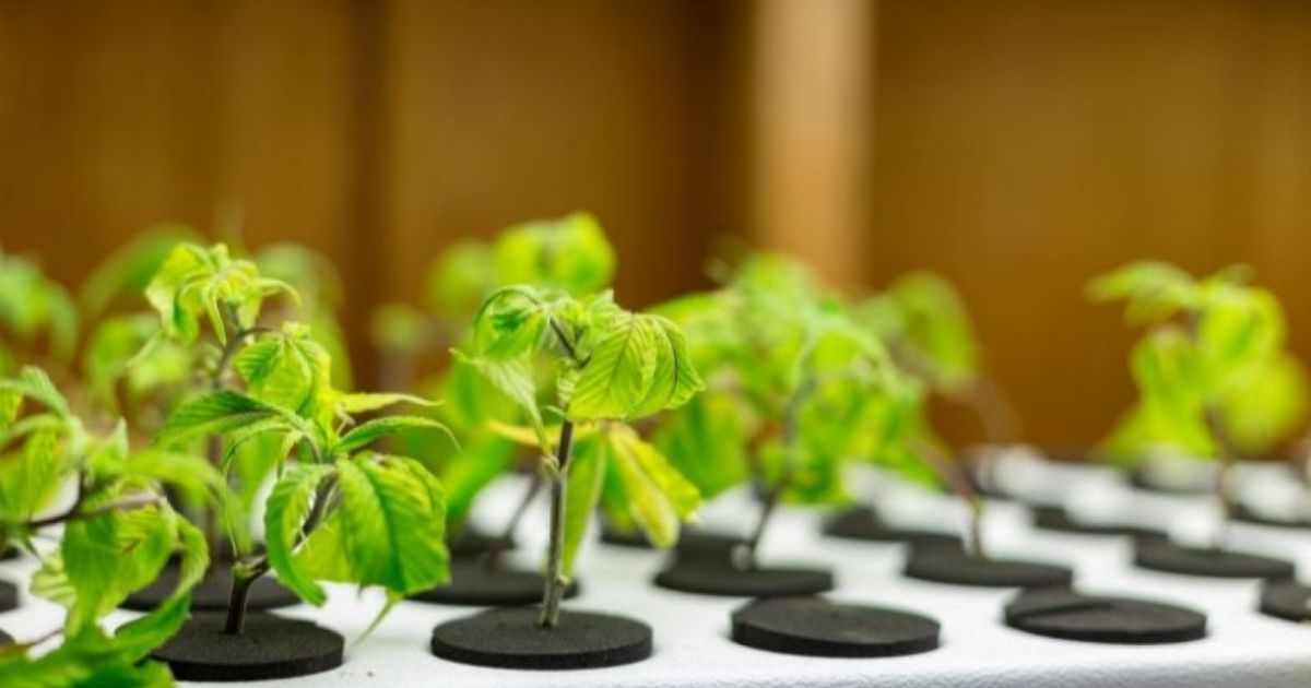 how to get clones to root fast