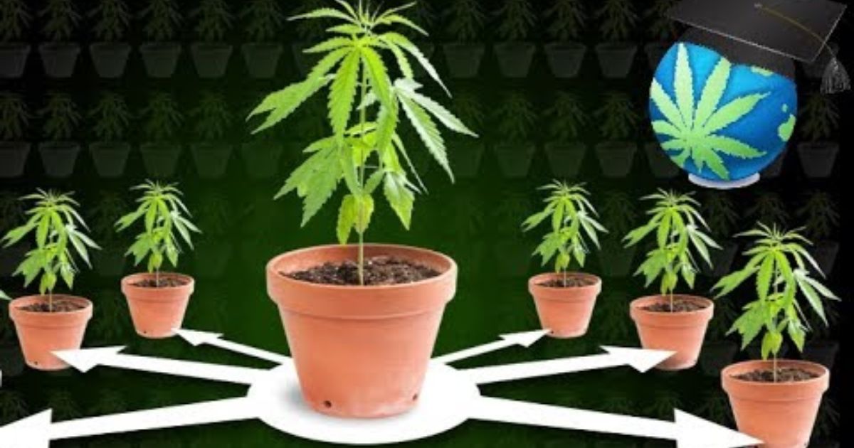 how to get clones to root fast
