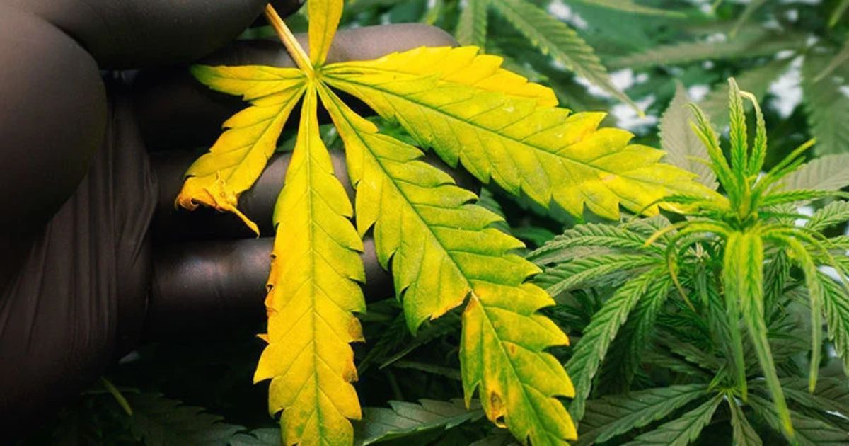 why are my weed plants leaves turning yellow