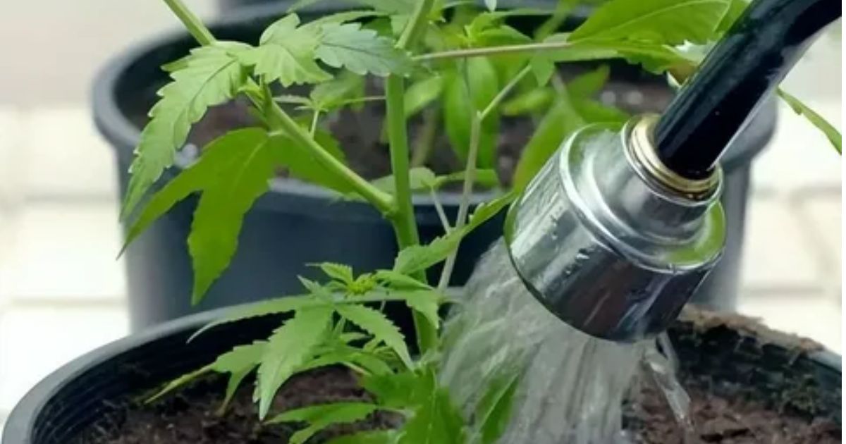 how much water does a cannabis plant need