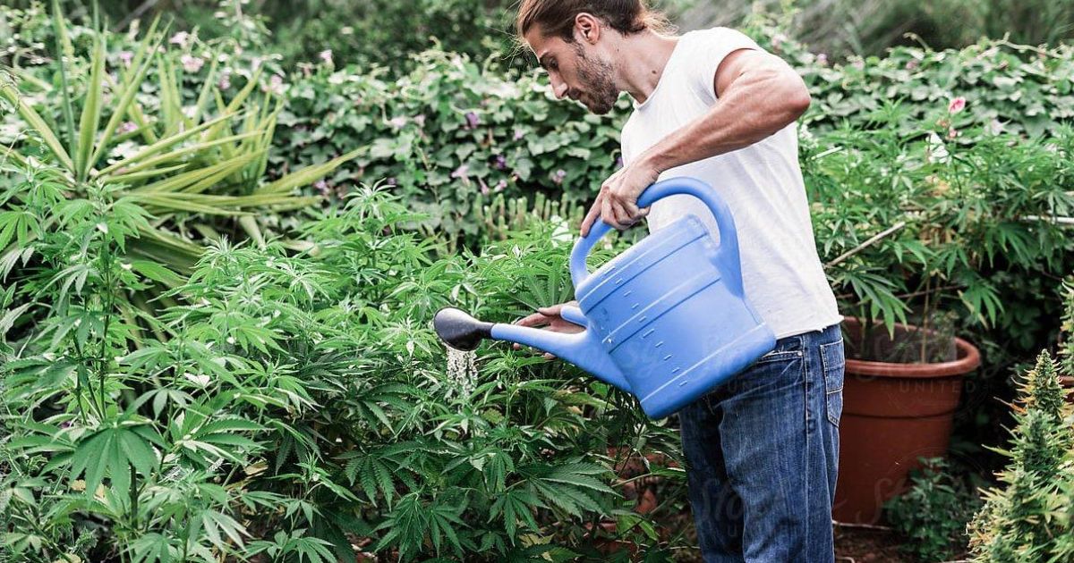 how much water does a cannabis plant need