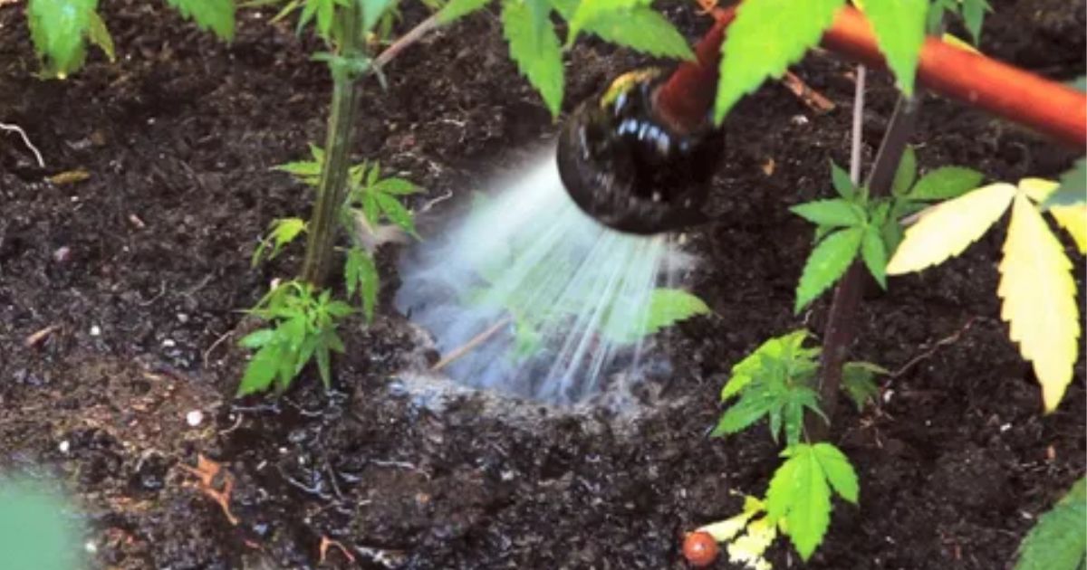 how much water does a cannabis plant need