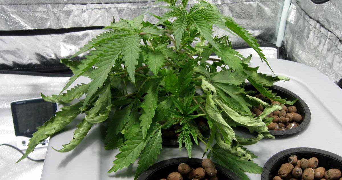 indoor plant leaves curling inwards